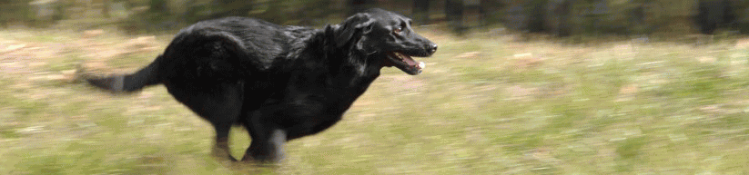 黒ラブメグの部屋へようこそ